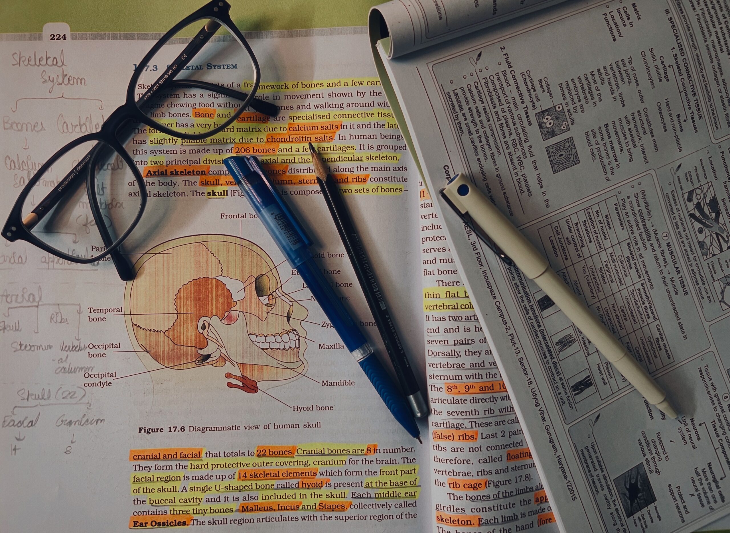 Detailed study materials showcasing the human skeletal system, ideal for educational purposes.